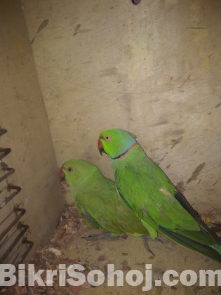 Indian ringneck parrot